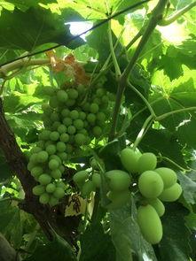 西宁市吃瓜,品味夏日清凉