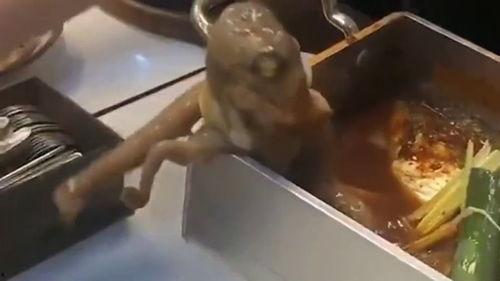 离谱吃瓜活章鱼小说,活章鱼带你探索神秘海洋世界