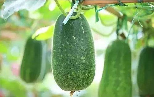 木苏里吃瓜,揭秘娱乐圈背后的那些事儿