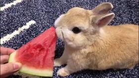 兔子吃小瓜好吗,兔子适宜食用小瓜吗？营养分析及食用建议