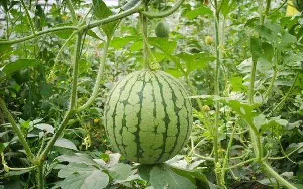 武陟热门吃瓜事件