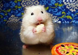 仓鼠为什么吃瓜,揭秘仓鼠为何对瓜类情有独钟