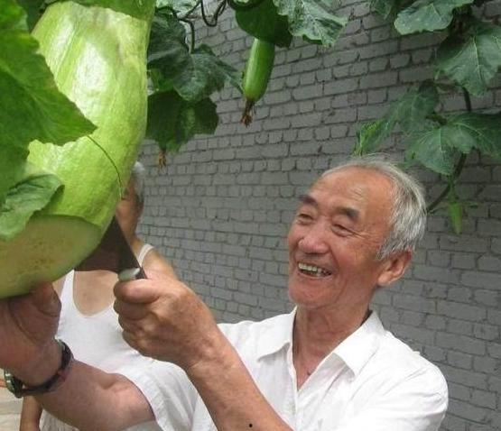 老大爷砍瓜吃瓜视频大全,跟随老大爷一起领略砍瓜吃瓜的乐趣