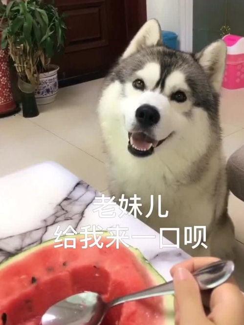 哈士奇吃瓜图片,瓜界新宠！