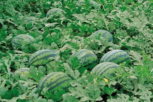 吃瓜小道群,网络社交新趋势下的八卦盛宴