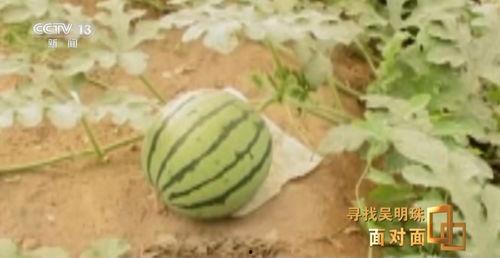 新疆吃瓜网,带你领略新疆美食的独特魅力