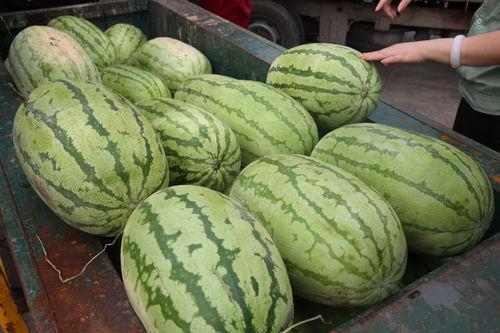 新疆吃瓜网,带你领略新疆美食的独特魅力