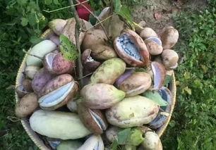 益阳吃瓜,吃瓜群众的味蕾盛宴