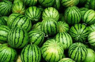 海伦司吃瓜群,揭秘娱乐圈幕后故事