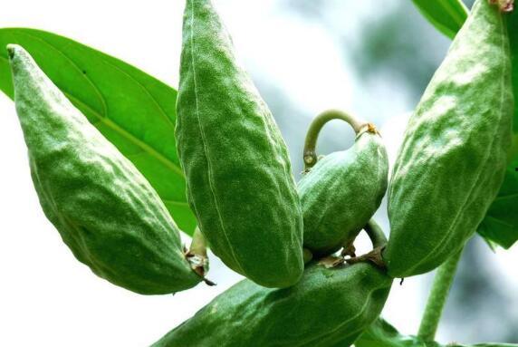 牛角瓜和什么瓜一起吃,营养翻倍！