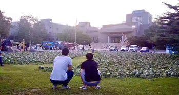 鲖城镇吃瓜事件,一场引发热议的社区风波