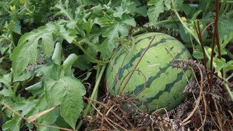 演习吃瓜,揭秘幕后精彩瞬间