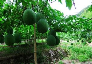 吃小吊瓜的视频