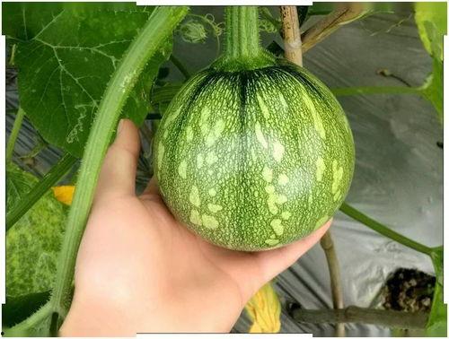 吃小吊瓜的视频