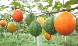 吃小吊瓜的视频