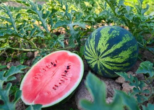 吃瓜刚摘的新瓜图片大全,吃瓜达人必看新瓜图片大全