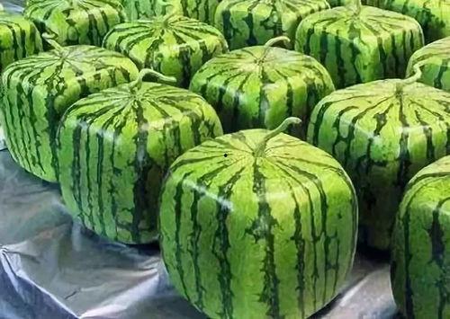 吃瓜刚摘的新瓜图片大全,吃瓜达人必看新瓜图片大全