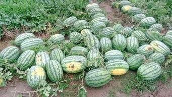 夏邑最新吃瓜事件,揭秘网络热议背后的真相