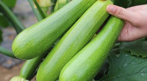 美女吃西葫芦瓜,美女与西葫芦瓜的浪漫邂逅