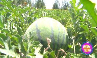 七七吃不停吃瓜,瓜界新宠儿