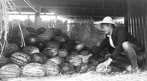 盛京吃瓜群众事件,一场网络舆论的风暴与反思