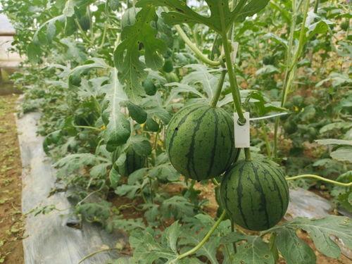 吃瓜51图片,一场视觉盛宴的幕后故事