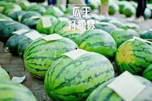 吃瓜王比赛,舌尖上的狂欢盛宴