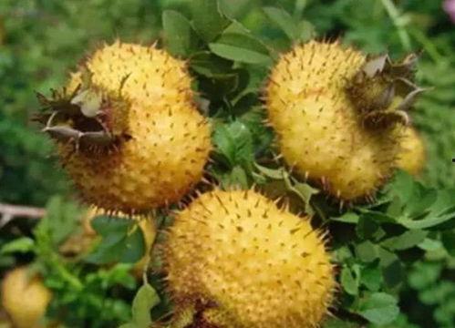 刺梨吃瓜配料,探索创新配料新风尚