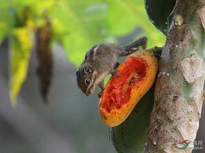 吃瓜松鼠微博,# “吃瓜松鼠”微博揭秘娱乐圈幕后故事