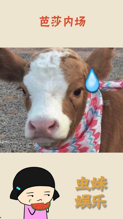 抖音吃瓜前线,揭秘热门事件背后的真相