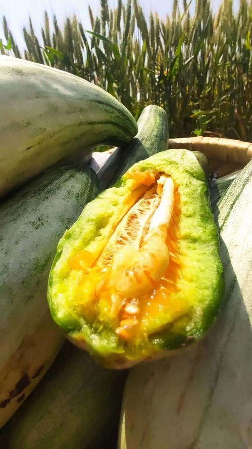 群众吃长瓜视频,群众共享舌尖上的快乐时光