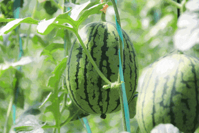 五一旅游吃瓜,吃瓜之旅欢乐多