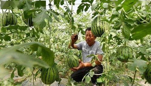 大兴庞各庄吃瓜