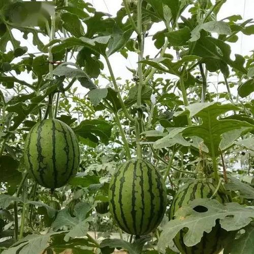 大兴庞各庄吃瓜