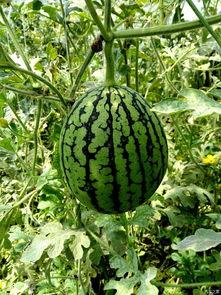 大兴庞各庄吃瓜