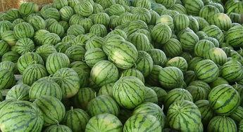 真实缅北免费吃瓜,免费吃瓜背后的真实故事