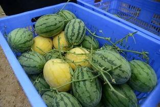 qq现实吃瓜群,网络社交的“瓜田”奇观