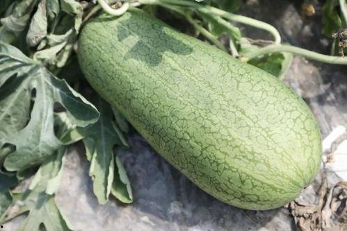 夏天只吃瓜,尽享清凉一夏的甜蜜诱惑