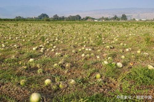 奉献吃瓜,一场关于奉献与收获的甜蜜之旅