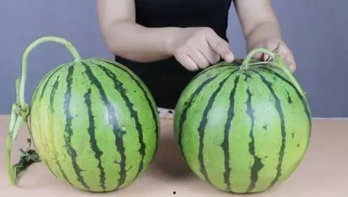 喜剧大赛吃瓜新鲜的瓜