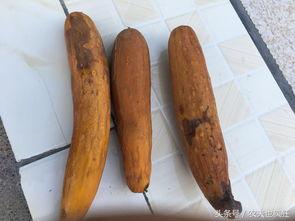 吃瓜老农美食,探寻乡村田园的味蕾盛宴 第2张 吃瓜老农美食,探寻乡村田园的味蕾盛宴 第2张