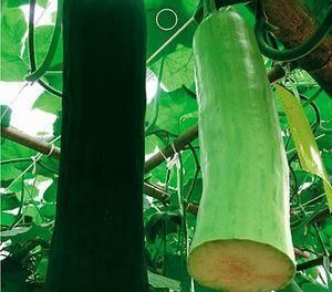 吃瓜被砍,吃瓜群众遭遇意外砍伤事件  第2张